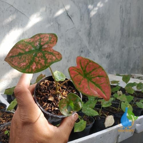 Foto Produk caladium green spider dari aquabebek