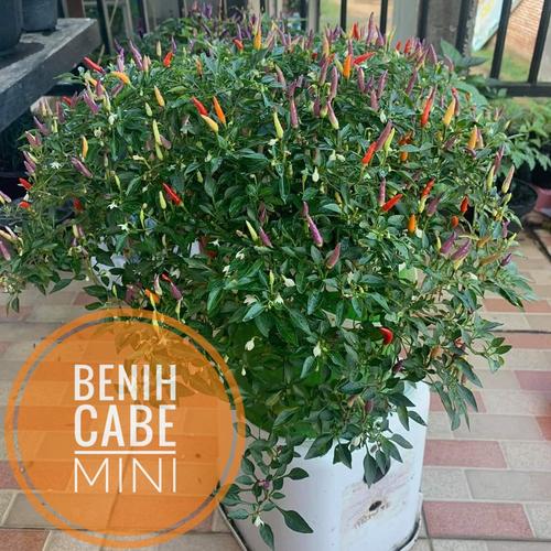 Jual Benih Cabe Mini - FRESH dari Pohon dan buah yang Matang - Kab ...