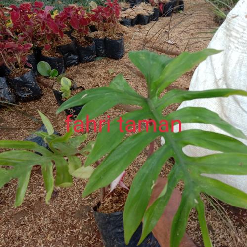 Jual Tanaman Hias Phillo Mayo I Kab Bogor Fahri Taman Tokopedia