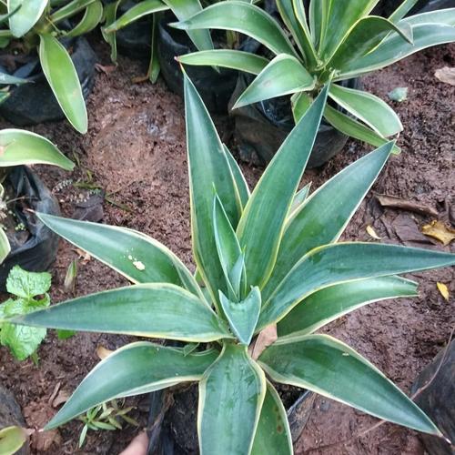 Jual Tanaman Hias Nanas Nanasan Kuning Kab Bogor Galanganjay Tokopedia