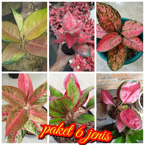 Jual Paket 6 Jenis Tanaman Hias Bunga Aglonema Import Kota Metro Juragan Muda Lampung Tokopedia