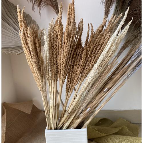 Foto Produk Dried Pampas Wheat/ Gandum Kering Panjang dari BellesFleursETC