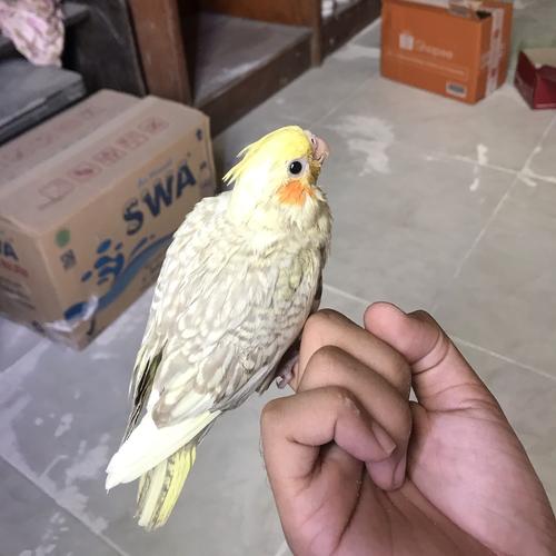 710 Gambar Burung Falk Jantan Dan Betina Gratis