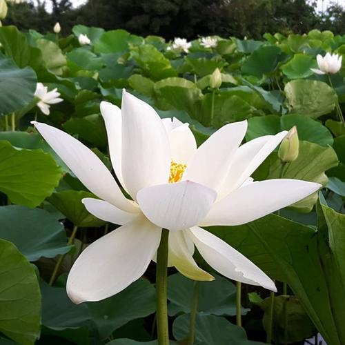 Foto Produk Paket Biji Lotus 3 Warna (Isi 15) dari Kantong Semar Sby