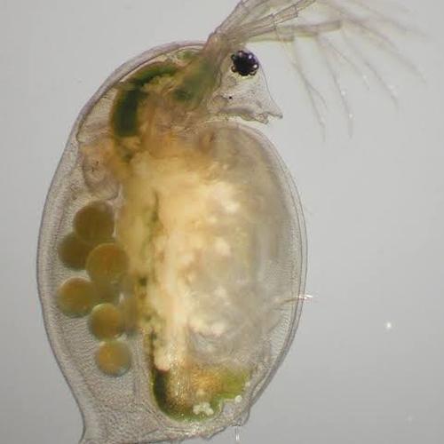 4800 Koleksi Bagaimana Gambar Hewan Kutu Air HD Terbaru