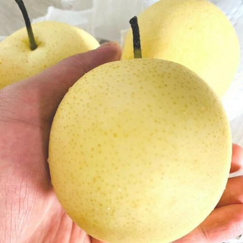 Jual Buah Pear Golden Century Madu Premium 1kg Jakarta Barat Sayurhijau Tokopedia