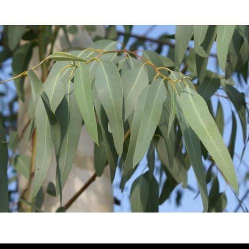 Jual Daun Minyak Kayu Putih Segar Fresh Obat Herbal Kota Bekasi Restu Bumi Ind Tokopedia