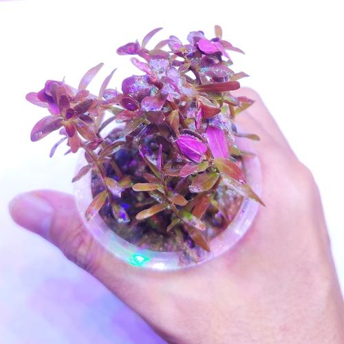 Foto Produk tanaman aquascape full air rotala hra dari ONDOFISH
