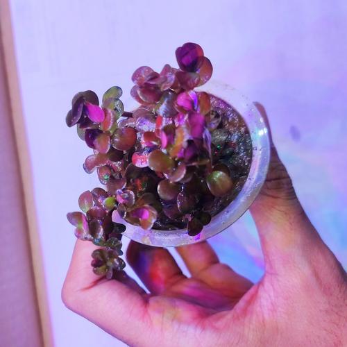 Foto Produk tanaman aquascape full air rotala blood red dari ONDOFISH
