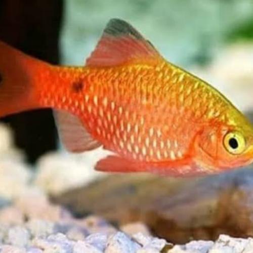 Gambar ikan barbir dari Galery_LeXa Jakarta Barat Tokopedia