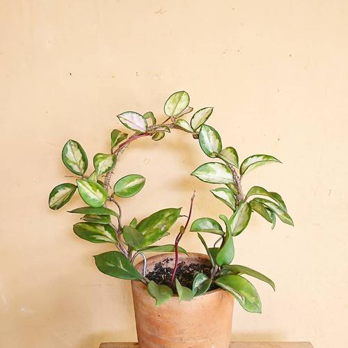 Foto Produk Tiang tanaman hoya / tralis kawat / kawat tanaman hoya / tiang tanaman - mini dari tanaman.qu