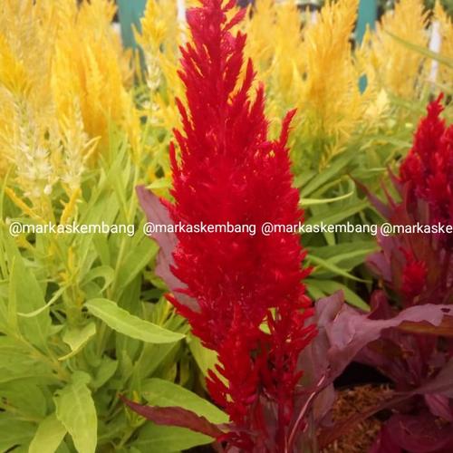 Jual Tanaman Hias Bunga Celosia Red, Bunga Jengger Ayam Merah - Kab ...