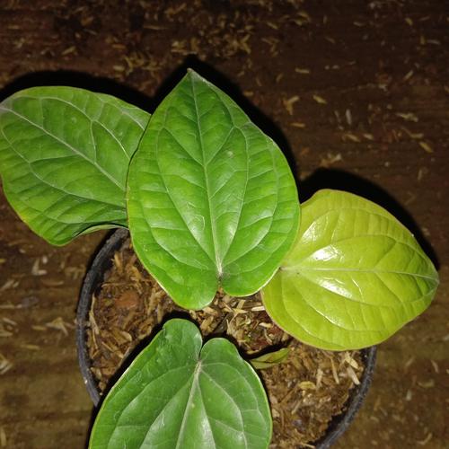 Foto Produk pohon anturium sirih dari cv flora karya utama