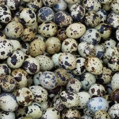 Harga Telur Burung Puyuh Jual Telur Burung Puyuh Isi 50 Butir Fresh - Jakarta Barat - Eko Telur Jakarta | Tokopedia