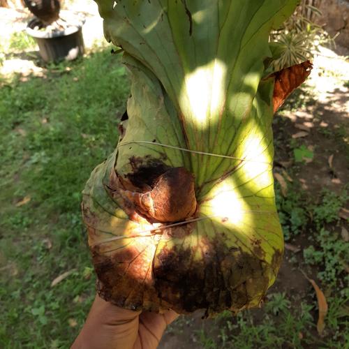 Jual Platycerium Coronarium Kota Yogyakarta Kebun Winongo Tokopedia