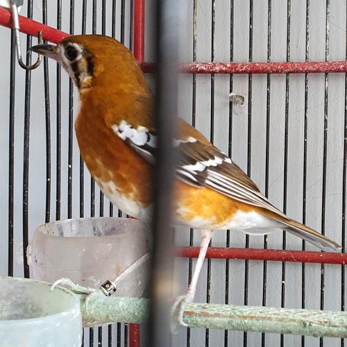 Jual Anis Punglor Cendana Gacor Bocor Harian Ada Video Jual Fullset Kota Tangerang Toko Burung Libra Tokopedia