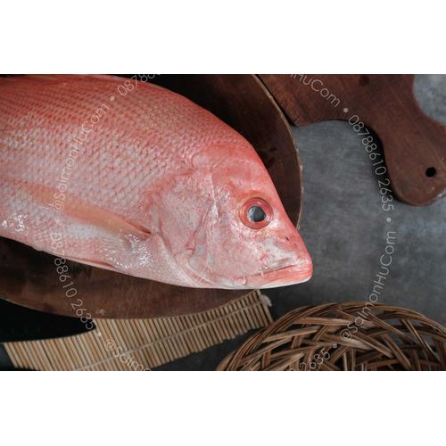 Foto Produk Kakap Merah SEGAR - Kualitas Super Ukuran 900gr sd 1.100gr dari Salmon Hu Jakarta