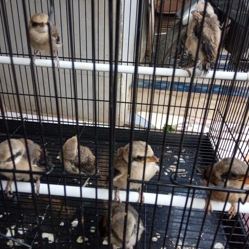 88 Gambar Burung Cendet Terbaru