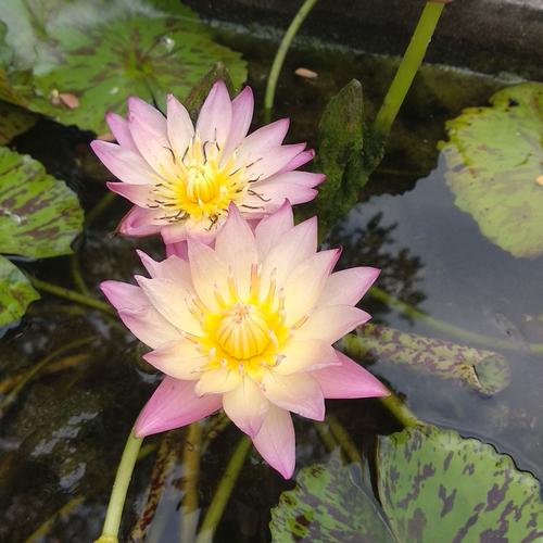 Jual Teratai Albert Greenberg Water Lily Kab Kediri Angelus Store Tokopedia