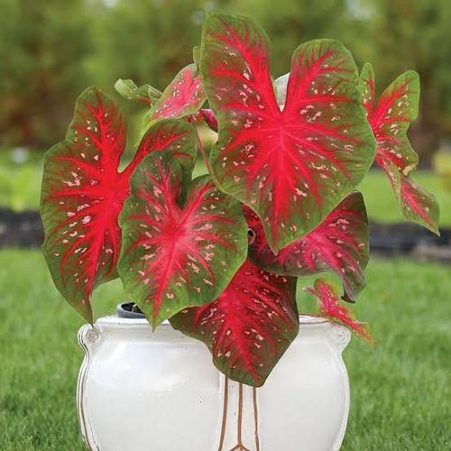 Jual Tanaman Hias – Red Splash Caladium Caladium × hortulanum Keladi ...