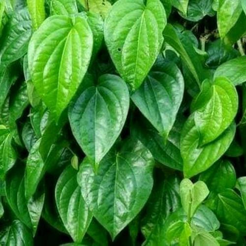 Foto Produk Daun Sirih Hijau Segar 10 Lembar dari RESTU BUMI PERTIWI