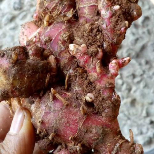 Foto Produk Jahe merah segar fresh 1kg dari unicorn 08