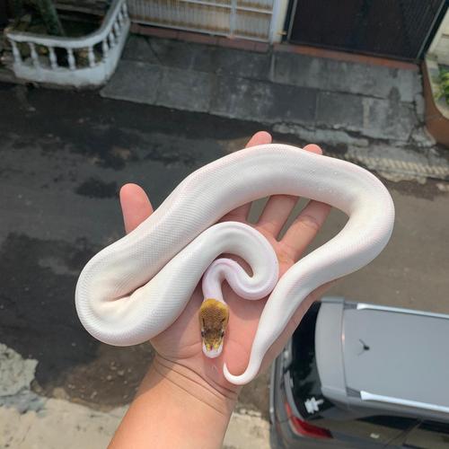premium photo | female pied spider royal python, ball... Jual ball python spider pied female / ball phyton pied spider female ...