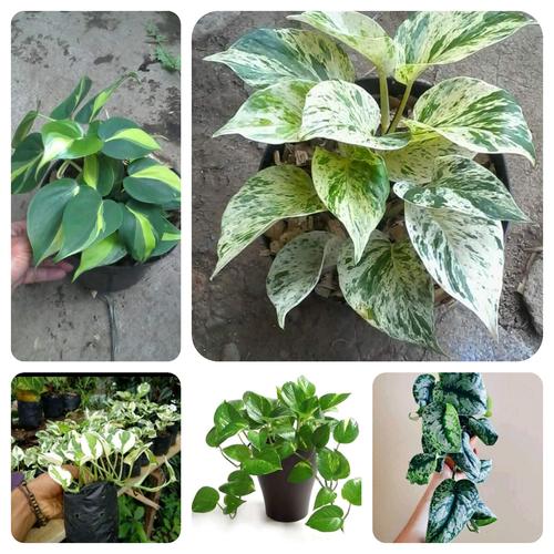 Jual Satu Paket 5 Jenis Tanaman Hias Sirih Paket Rimbun Kab Bogor Jalluenurcery Tokopedia