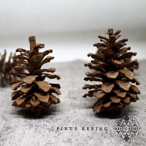 Foto Produk 100 Gram Bunga Pinus Kering | Terrarium Artificial | Properti Foto - Diameter 3 cm dari RESTU BUMI PERTIWI