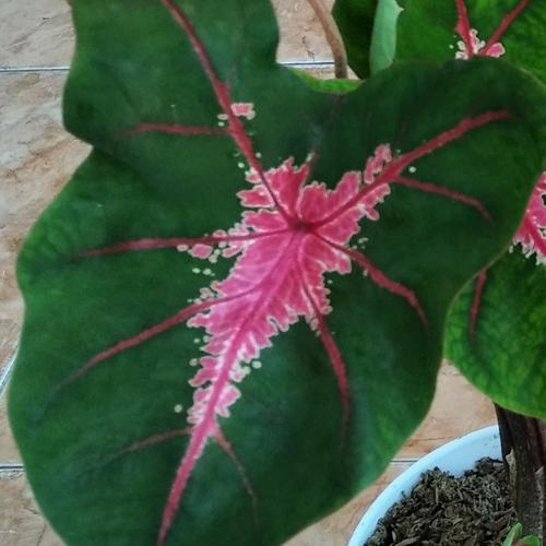 Jual Tanaman Hias Keladi Caladium Jantung Hati Kota Palu Ciputri Bunga Palu Tokopedia