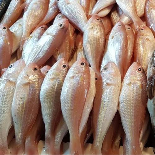 Jual Ikan Kurisi Segar 1kg Jakarta Selatan Omah Sayur Jkt Tokopedia