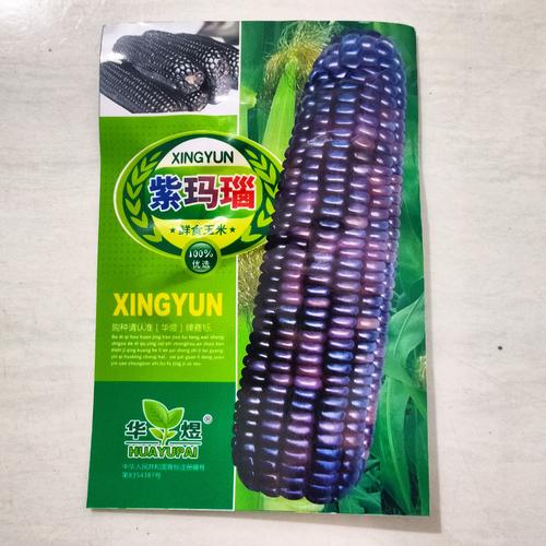 Foto Produk Benih Biji Bibit Jagung Pulut Ungu RETAIL PACK dari Biji Benih