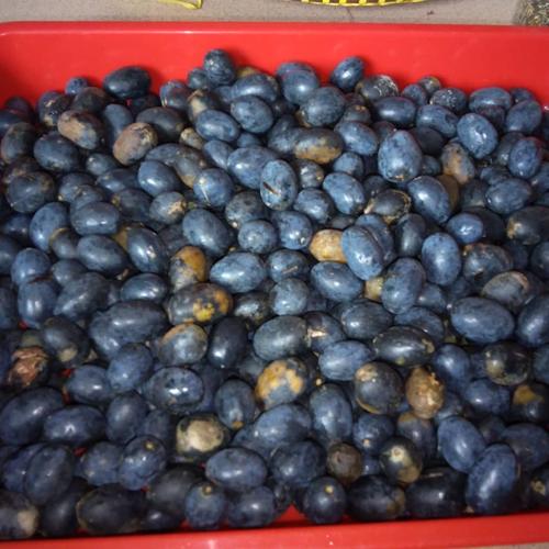 Foto Produk Biji Buah Pronojiwo | Buah Pranajiwa dari RESTU BUMI PERTIWI