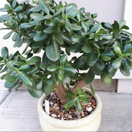 Jual Tanaman Hias Jade Plant Big Size Money Tree Crassula Ovata Jumbo Kab Bogor Rifaflower Tokopedia