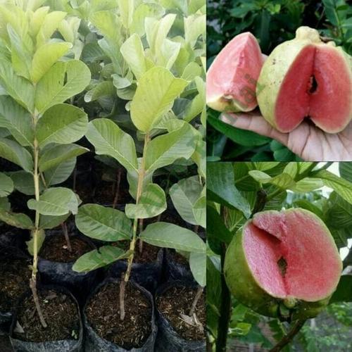 Gambar Bibit jambu sukun merah okulasi tanpa biji dari Mustika garden undefined Tokopedia