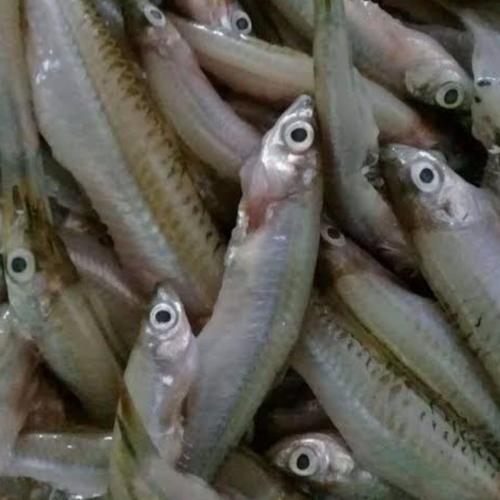 Jual Ikan Seluang Per 250 Gr Kota Palembang Sayur Segar Palembang Tokopedia
