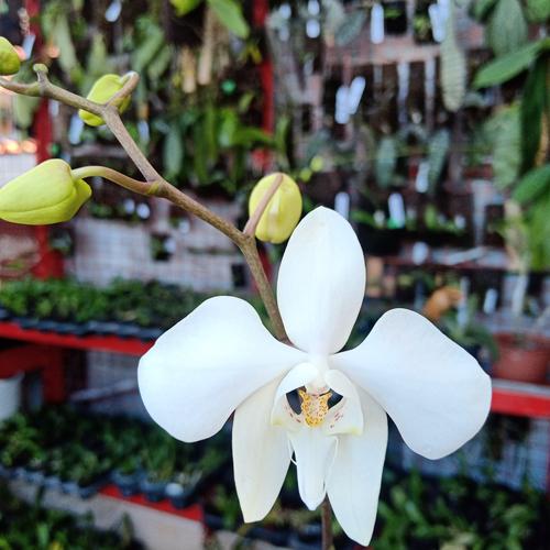 Gambar Anggrek Phalaenopsis Amabilis Papua Spesies dari Bikers Orchid Kab. Bandung Barat Tokopedia