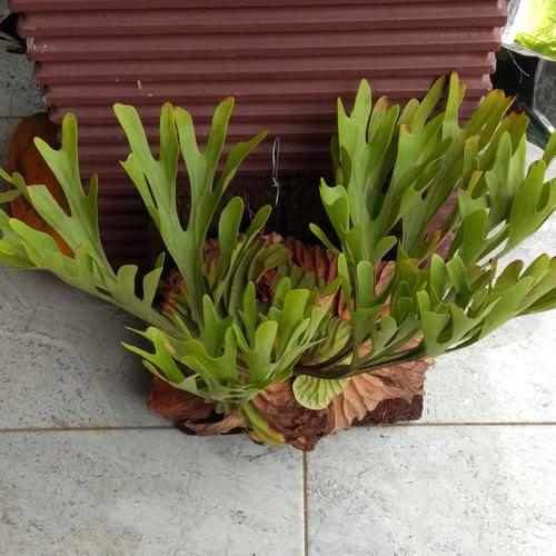 Jual Platycerium Ridleyi Dewasa Kota Batu Greenfall Tokopedia