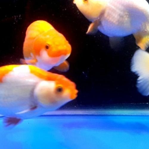 Jual RANCHU BUFFALO BIG - Jakarta Selatan - 88 King Ocean | Tokopedia