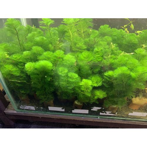 Gambar Tanaman Aquascape CABOMBA GREEN dari DEFA AQUATIC Kota Surabaya Tokopedia