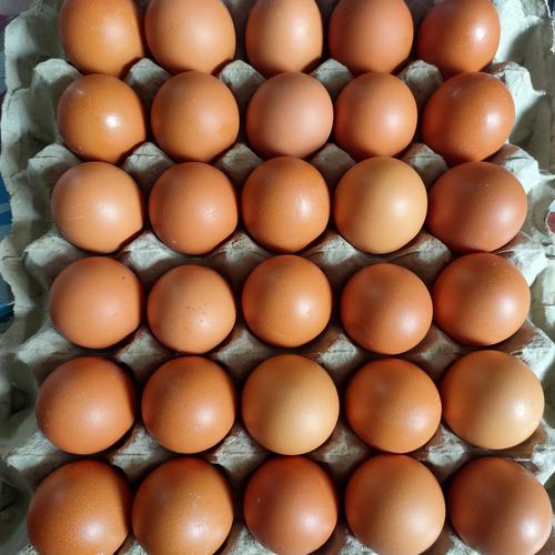 Jual Telur Ayam Negeri Fresh/1 kg - Jakarta Barat - jujur telur | Tokopedia