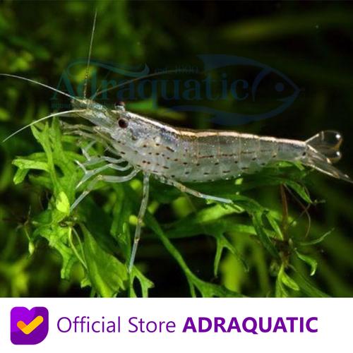 Foto Produk UDANG HIAS AMANO SHRIMP ALGAETER ALGAE EATER NEOCARIDINA AIR TAWAR dari ADRAQUATIC