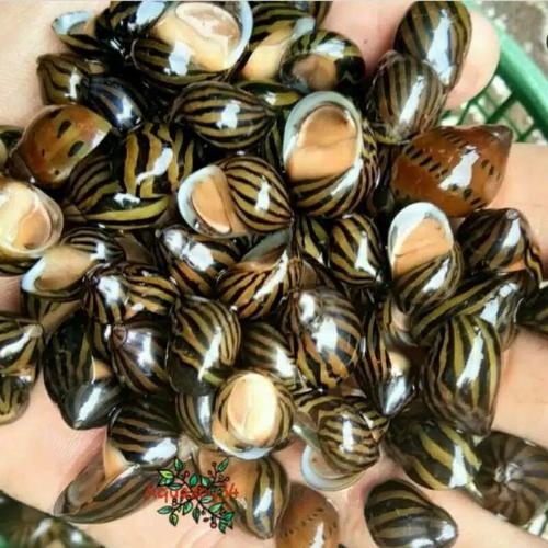 Foto Produk keong turbo aquascape pemakan algae dari AQUASCAPE KU