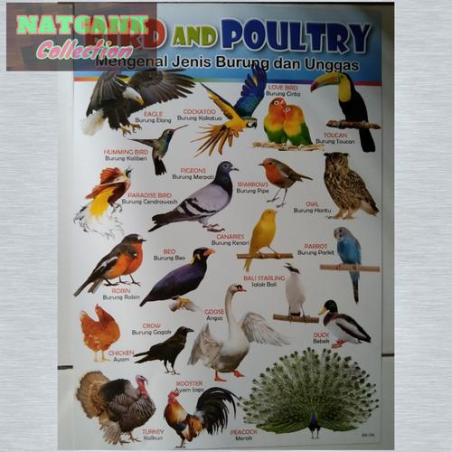 460 Koleksi Gambar Jenis Unggas Terbaik