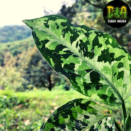 Gambar Tanaman vivarium Aglonema Pictum Tricolor (army style) dari Dunia Anura Jakarta Barat Tokopedia