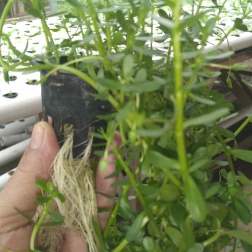 Foto Produk Bacopa Monnieri tanaman aquascape dari energzewatercom
