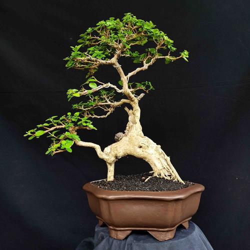Jual Bonsai Tanaman Hias Pohon Sancang Gaya Twin Trunk Unik Natural Prospek Kab Sukoharjo Tosan Aji Sakti Tokopedia
