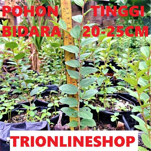 Foto Produk Bibit Pohon Bidara Arab Tanaman Bidara Tinggi 20 - 30Cm Kwalitas Super - 20-25Cm dari TRIONLINESHOP