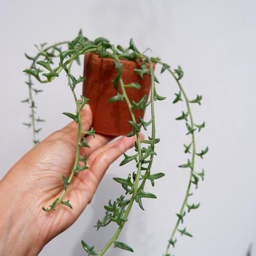 Foto Produk String of Dolphins, tanaman cantik bentuk lumba-lumba - S dari Grow and Grow