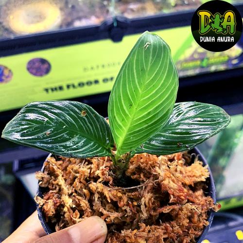 Foto Produk Tanaman Vivarium Argostemma sp Green Borneo dari Dunia Anura